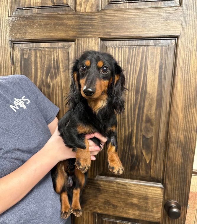 Dachshund tri outlet merle