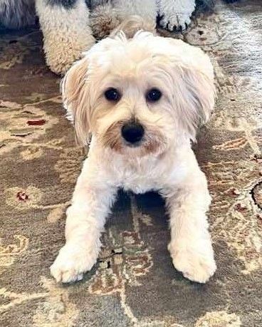 Petfinder maltipoo sales