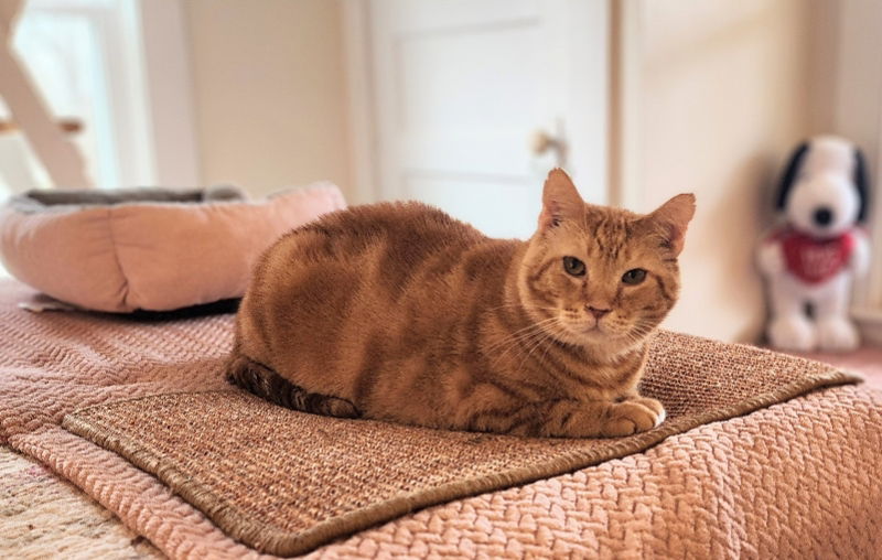 Bob FIV+ & Special needsSponsored Adoption Fee!