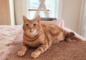 Bob FIV+ & Special needsSponsored Adoption Fee! Tabby Cat