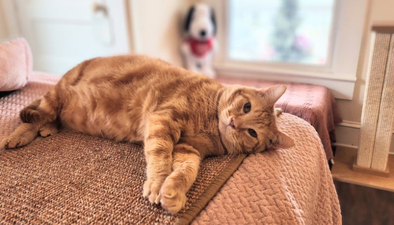 Bob FIV+ & Special needsSponsored Adoption Fee!