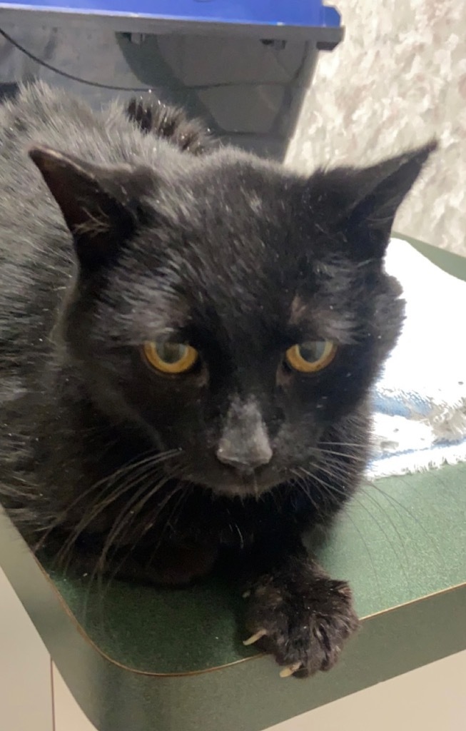 Eugene, an adoptable Domestic Short Hair in Virginia, MN, 55792 | Photo Image 1