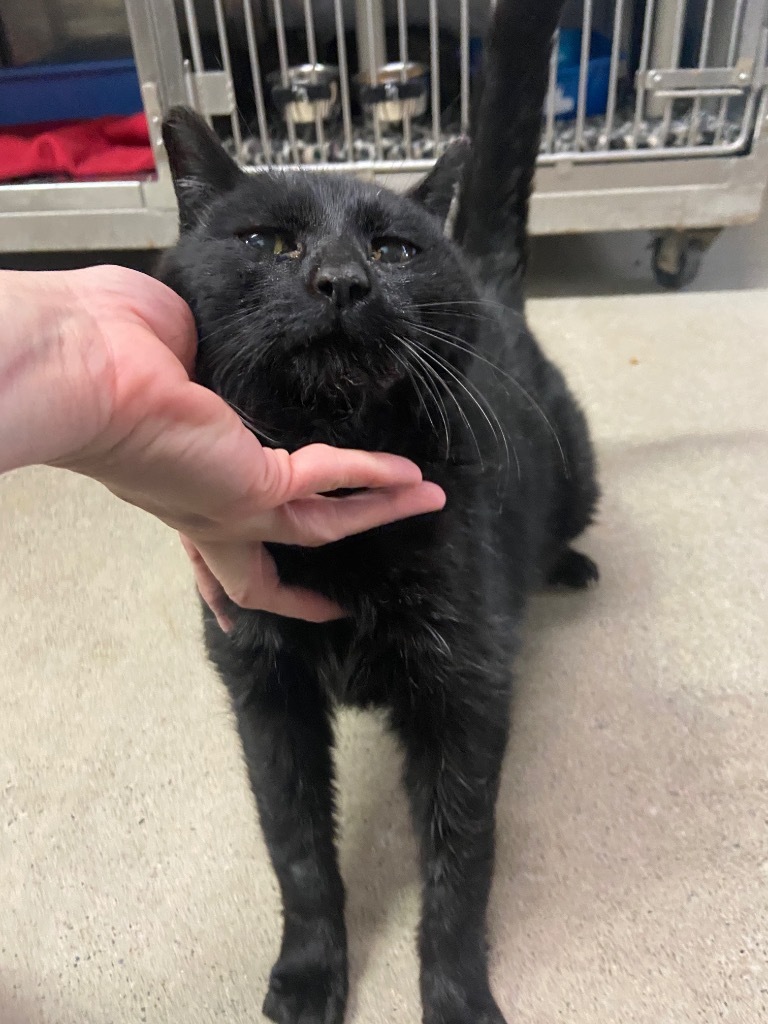 Eugene, an adoptable Domestic Short Hair in Virginia, MN, 55792 | Photo Image 2