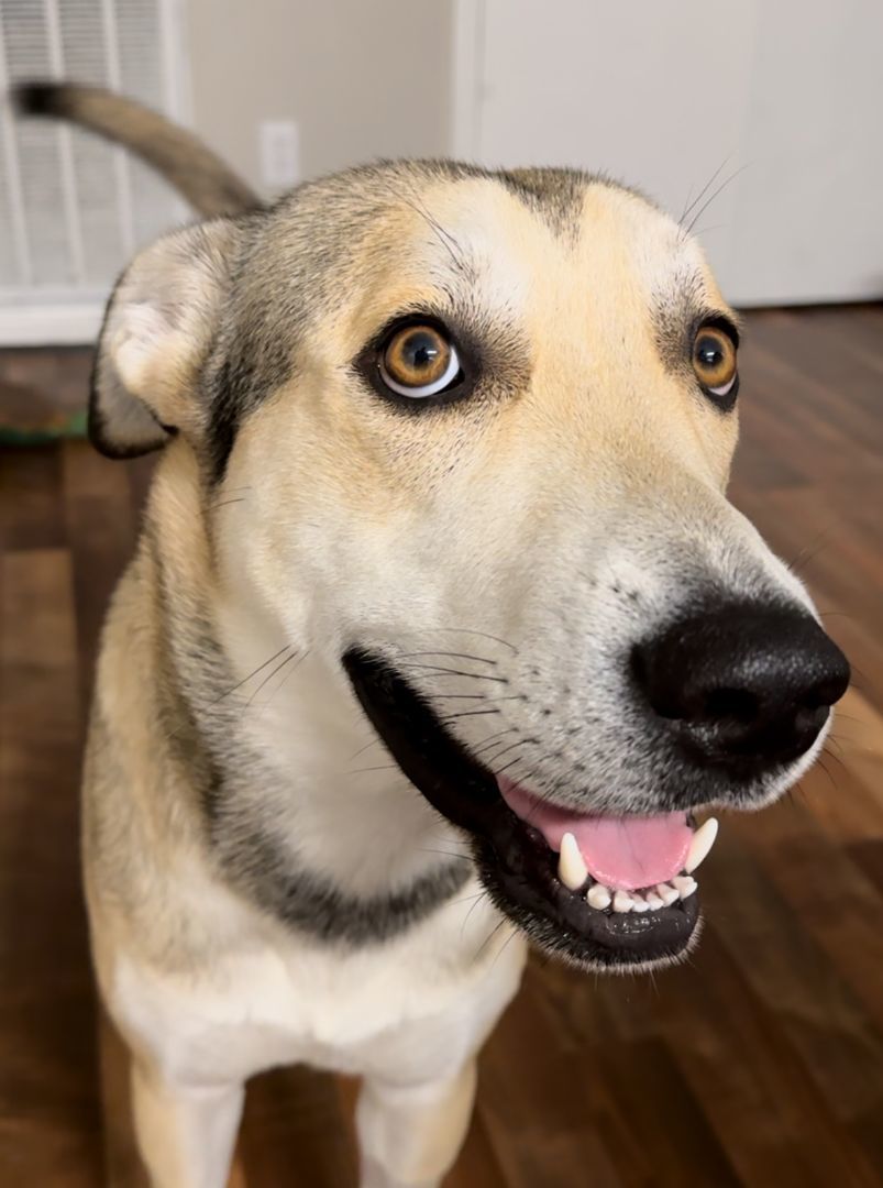 Husky and best sale weiner dog mix