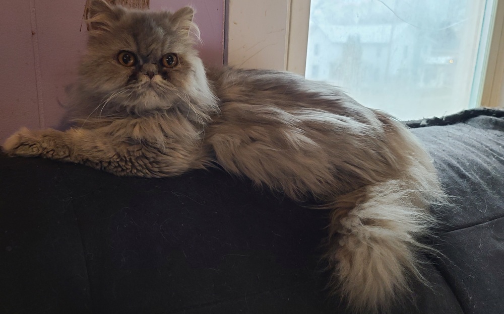 Opal, an adoptable Persian in La valle, WI, 53941 | Photo Image 1