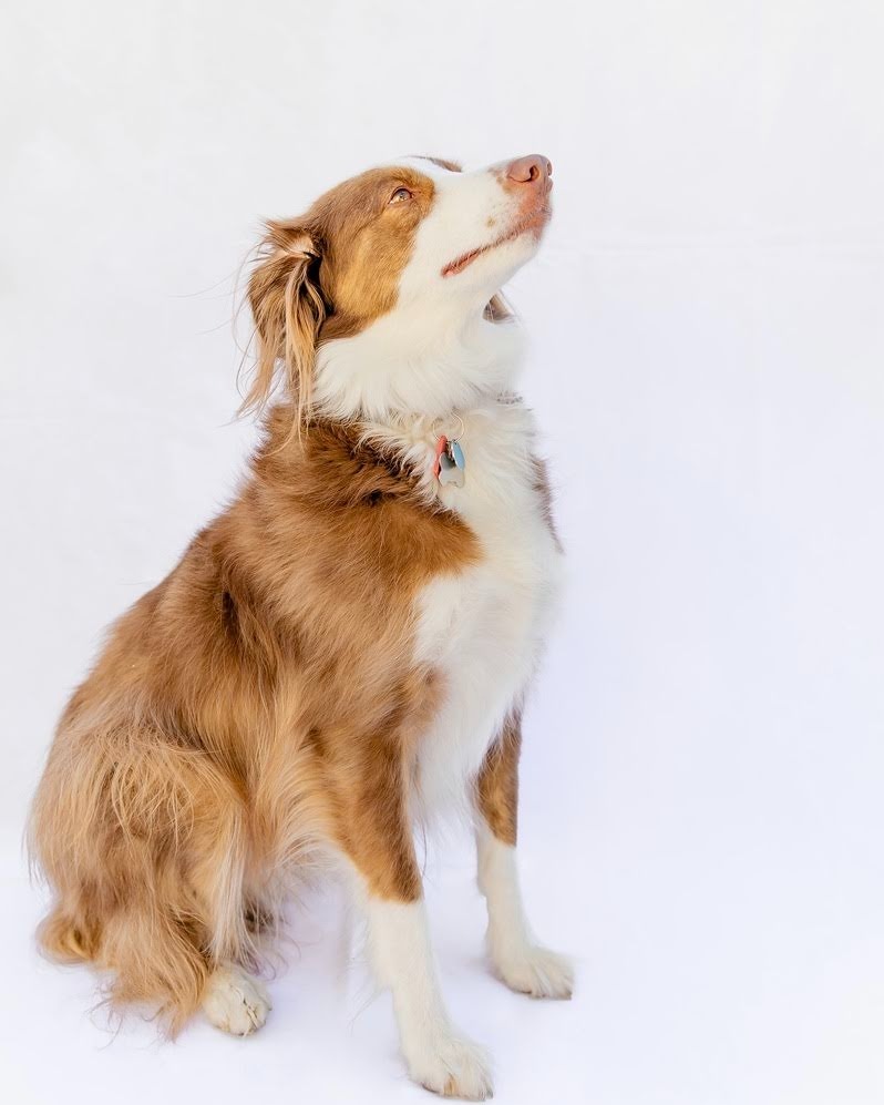 Misio, an adoptable Australian Shepherd in Salt Lake City, UT, 84117 | Photo Image 1