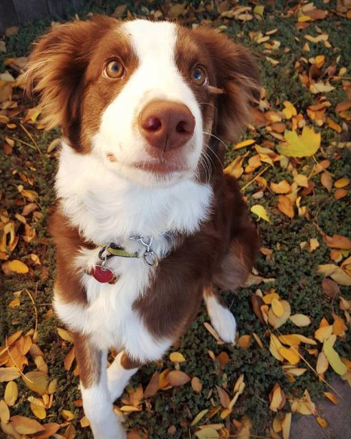 Misio, an adoptable Australian Shepherd in Salt Lake City, UT, 84117 | Photo Image 2