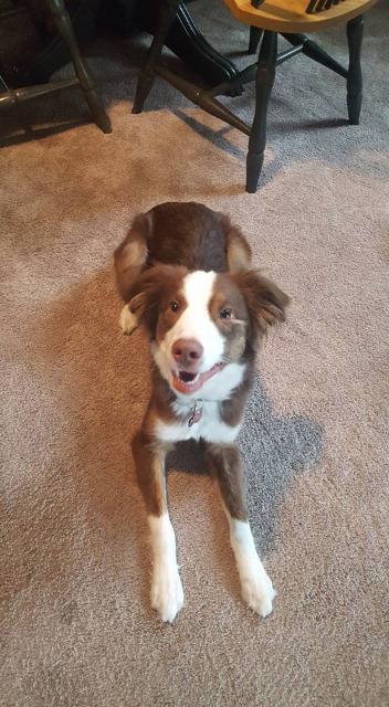 Misio, an adoptable Australian Shepherd in Salt Lake City, UT, 84117 | Photo Image 3