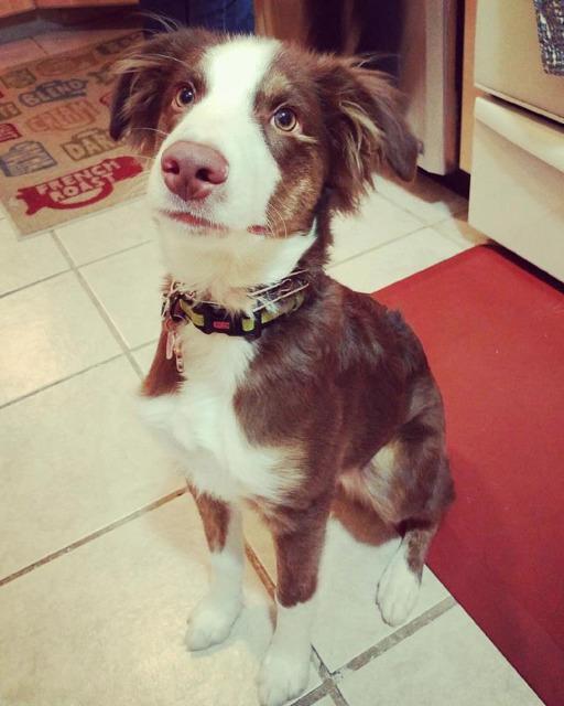 Misio, an adoptable Australian Shepherd in Salt Lake City, UT, 84117 | Photo Image 4