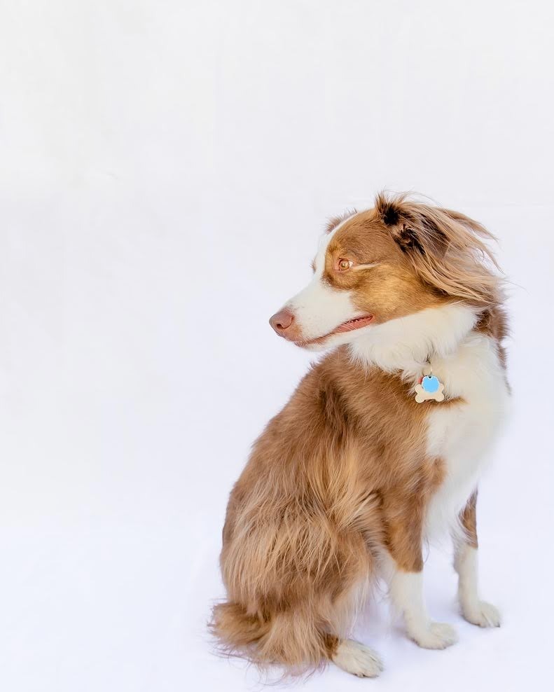Misio, an adoptable Australian Shepherd in Salt Lake City, UT, 84117 | Photo Image 4