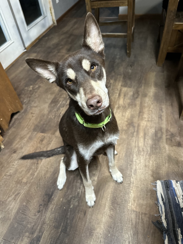 Stanley, an adoptable Husky, Mixed Breed in Rapid City, SD, 57702 | Photo Image 1