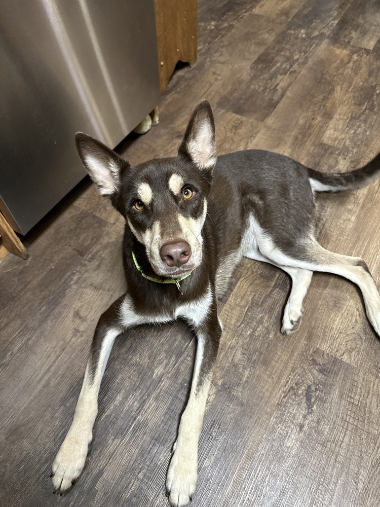 Stanley, an adoptable Husky, Mixed Breed in Rapid City, SD, 57702 | Photo Image 2
