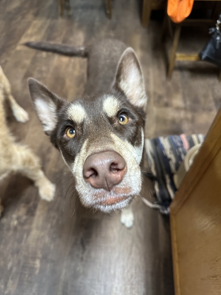 Stanley, an adoptable Husky, Mixed Breed in Rapid City, SD, 57702 | Photo Image 3