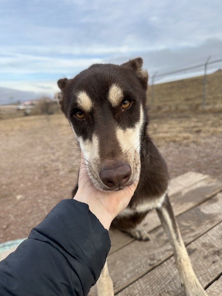 Stanley, an adoptable Husky, Mixed Breed in Rapid City, SD, 57702 | Photo Image 6