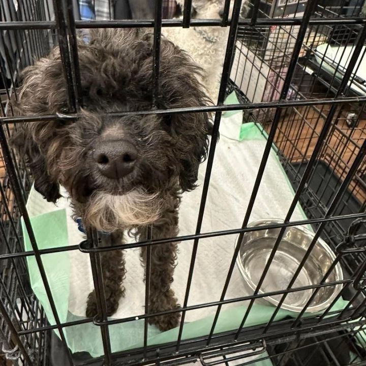 Miniature poodle clearance crate size