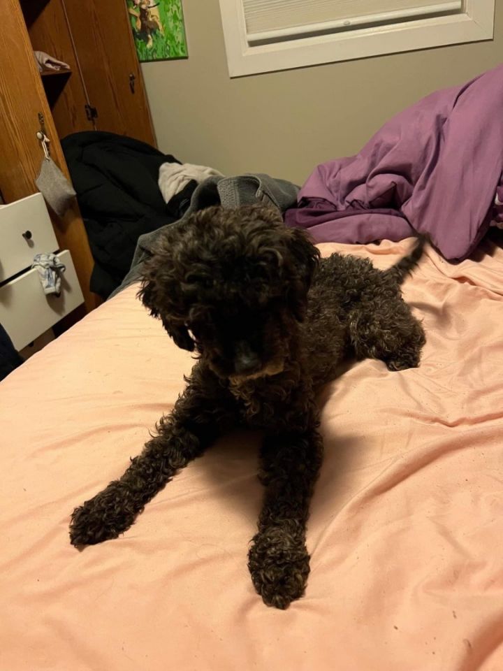 Petfinder hotsell toy poodle