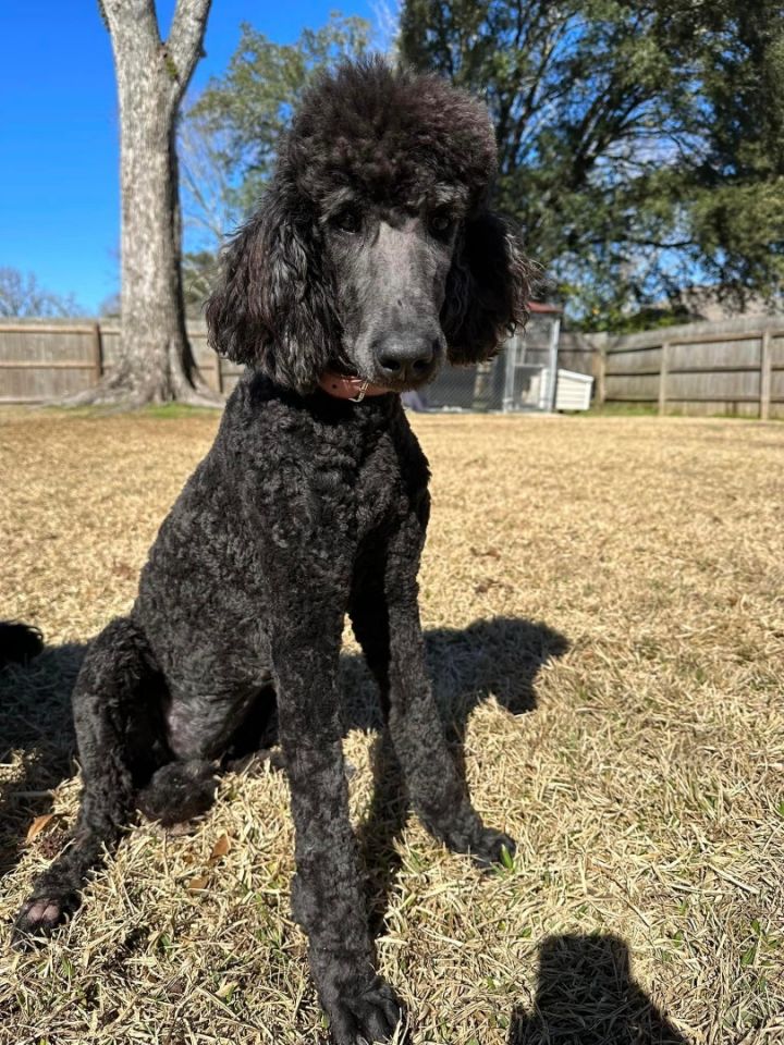 Creole poodle 2024 club rescue