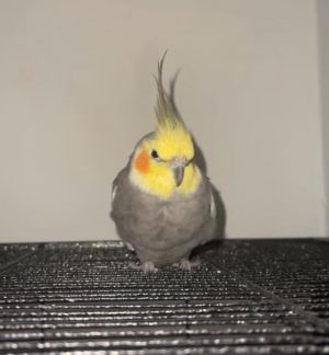 Petfinder birds sale