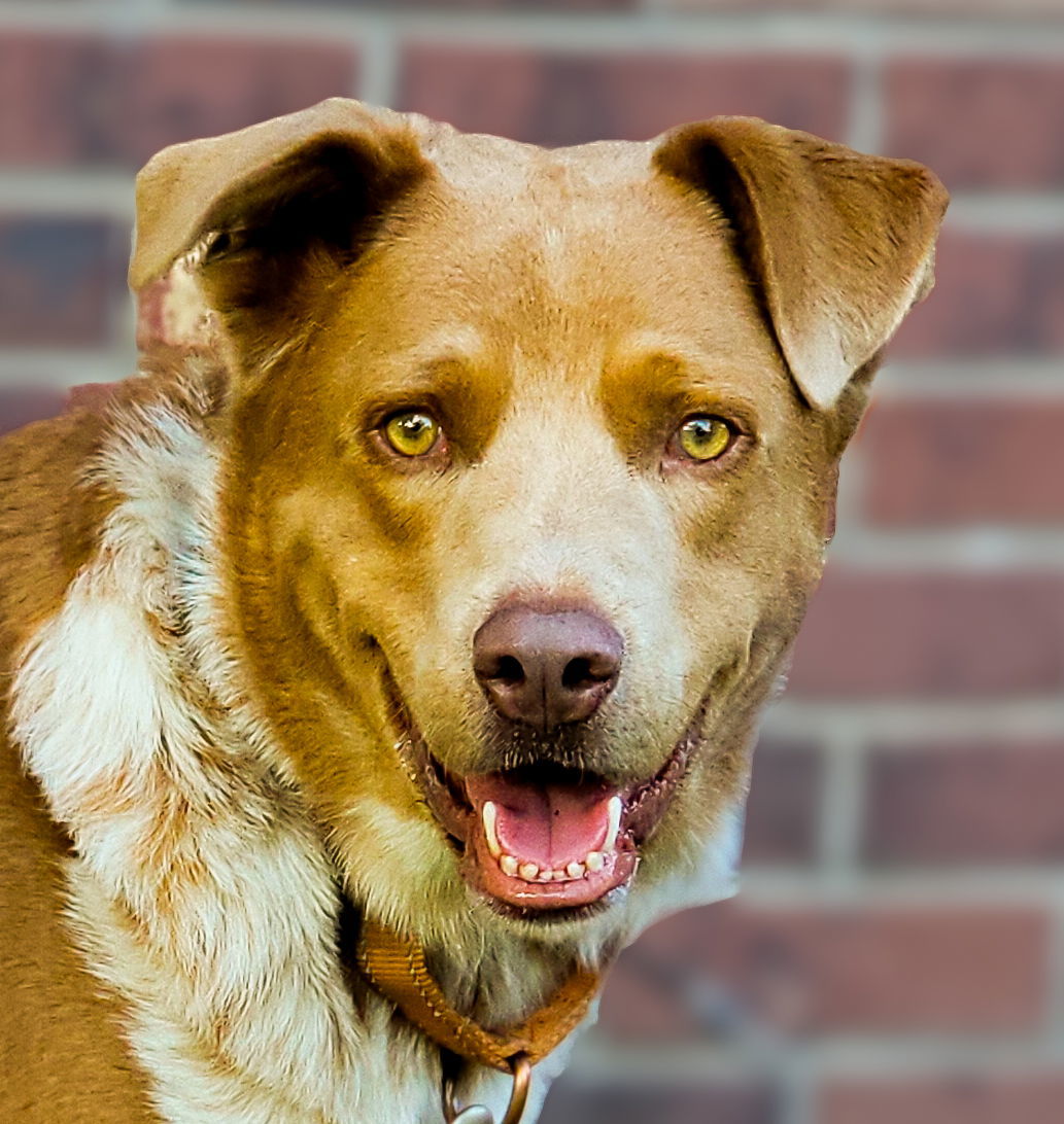 Crockett, an adoptable Australian Cattle Dog / Blue Heeler in Winter Park, CO, 80482 | Photo Image 1