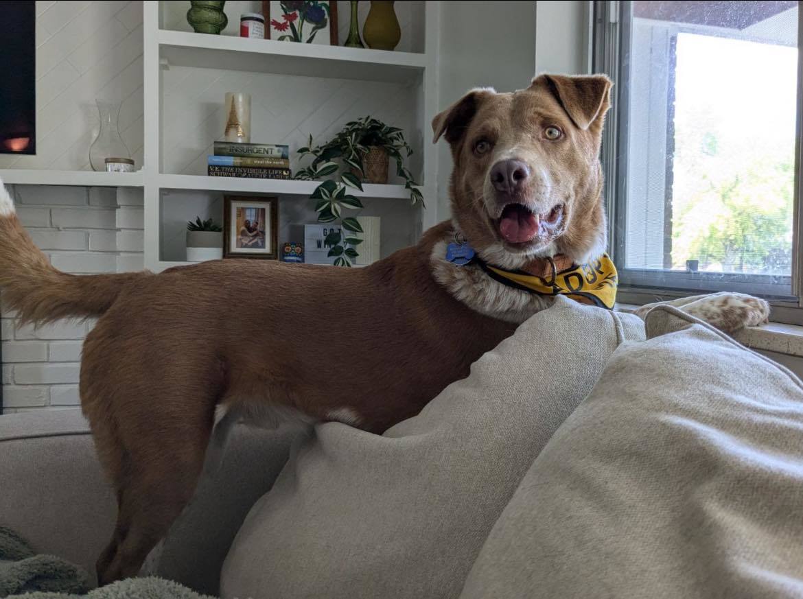 Crockett, an adoptable Australian Cattle Dog / Blue Heeler in Winter Park, CO, 80482 | Photo Image 1