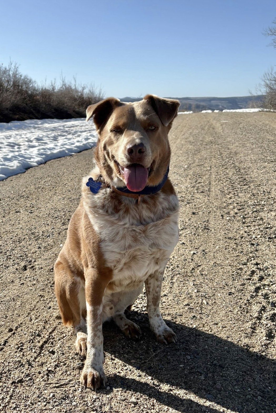 Crockett, an adoptable Australian Cattle Dog / Blue Heeler in Winter Park, CO, 80482 | Photo Image 1