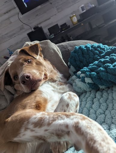 Crockett, an adoptable Australian Cattle Dog / Blue Heeler in Winter Park, CO, 80482 | Photo Image 2