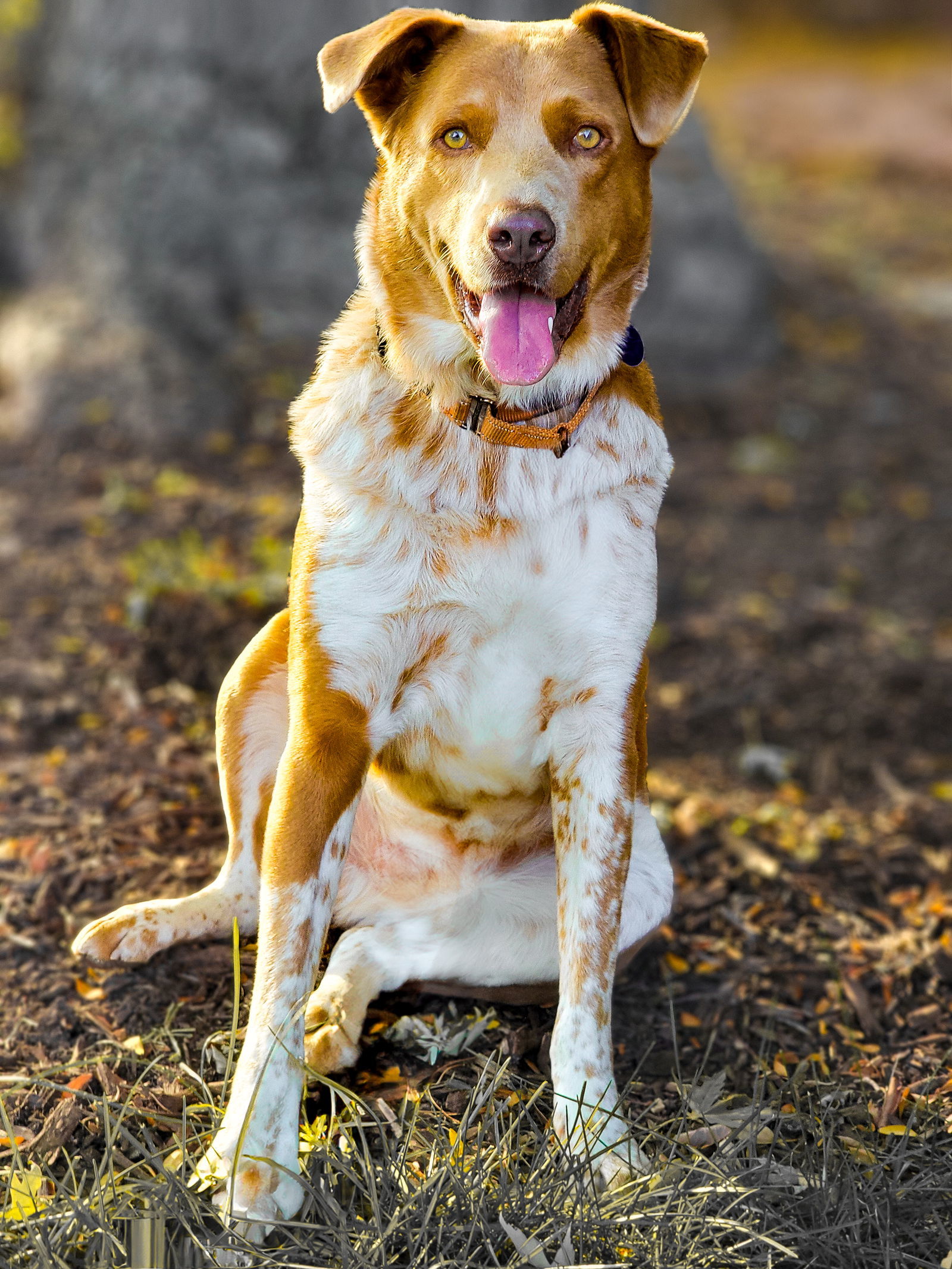 Crockett, an adoptable Australian Cattle Dog / Blue Heeler in Winter Park, CO, 80482 | Photo Image 2