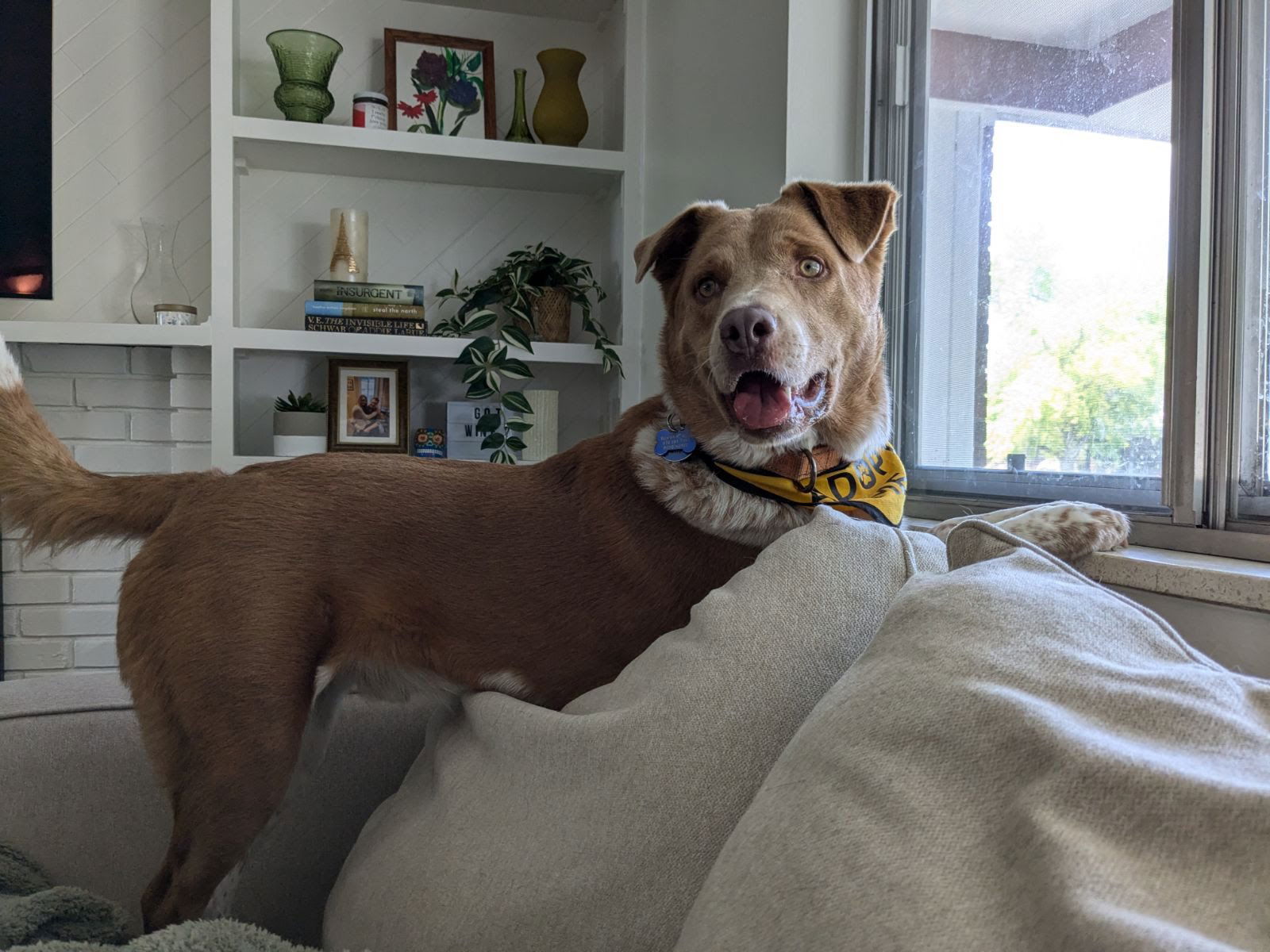 Crockett, an adoptable Australian Cattle Dog / Blue Heeler in Winter Park, CO, 80482 | Photo Image 3