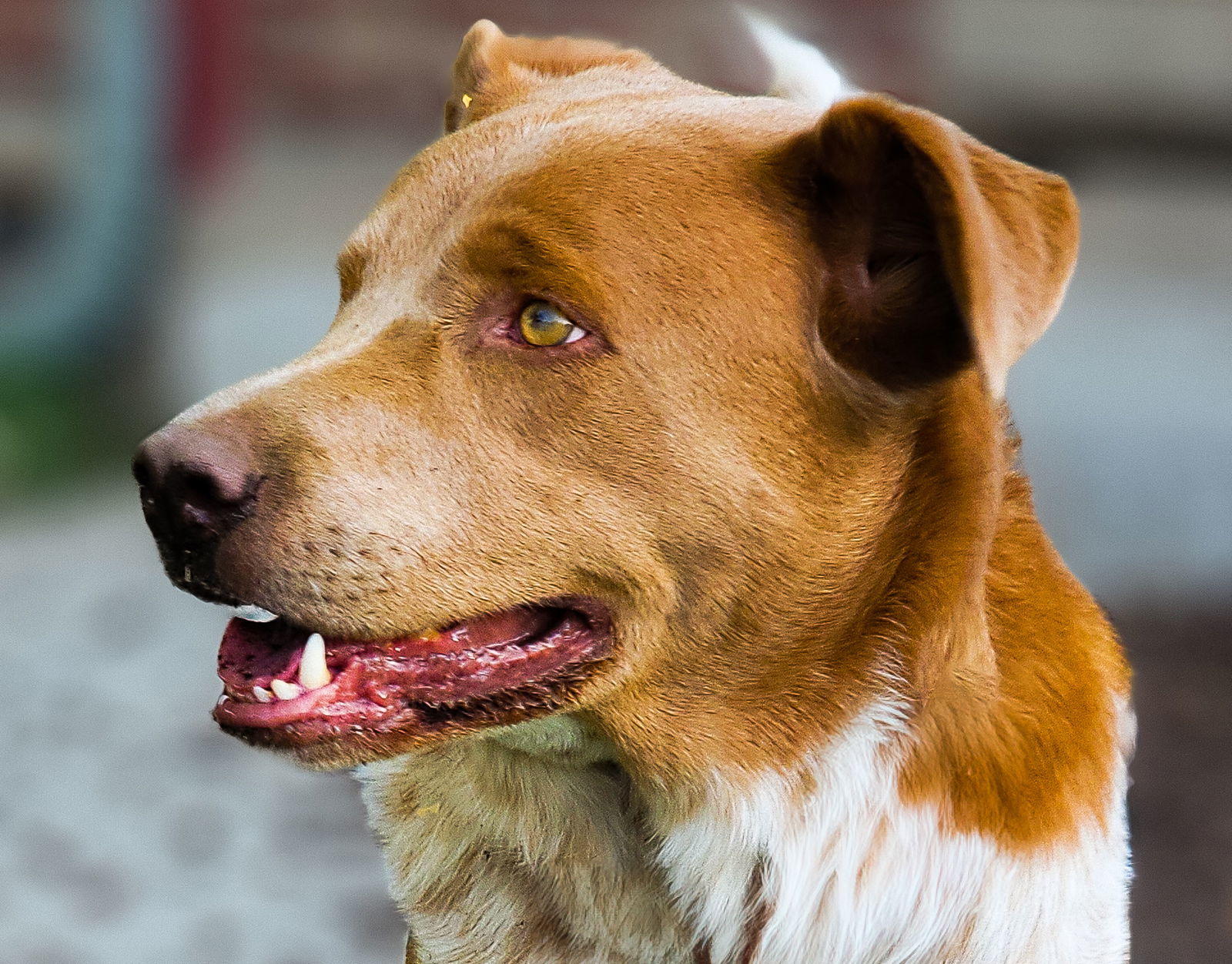 Crockett, an adoptable Australian Cattle Dog / Blue Heeler in Winter Park, CO, 80482 | Photo Image 3