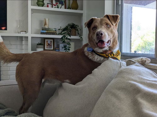 Crockett, an adoptable Australian Cattle Dog / Blue Heeler in Winter Park, CO, 80482 | Photo Image 3