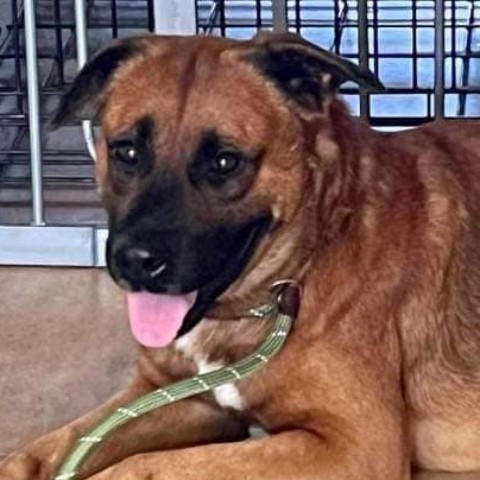 Robbie, an adoptable Black Mouth Cur & Chow Chow Mix in Apache Junction, AZ_image-2