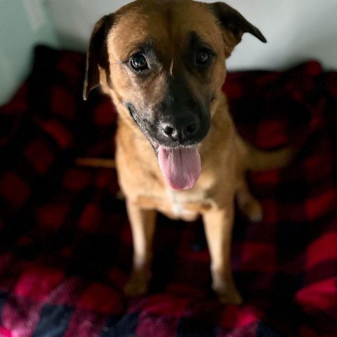 Robbie, an adoptable Black Mouth Cur & Chow Chow Mix in Apache Junction, AZ_image-5