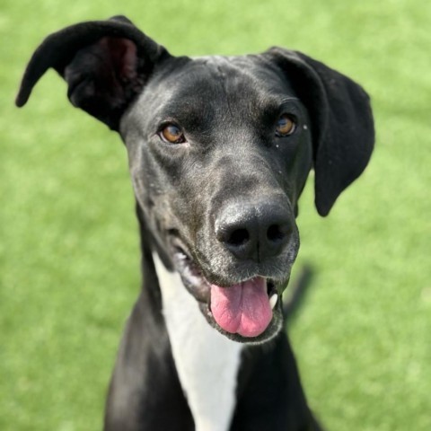 Julie, an adoptable Great Dane Mix in Chattanooga, TN_image-1