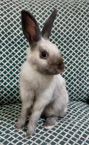 Dove is a petite little rabbit who was found outside when she was still quite young likely no more 