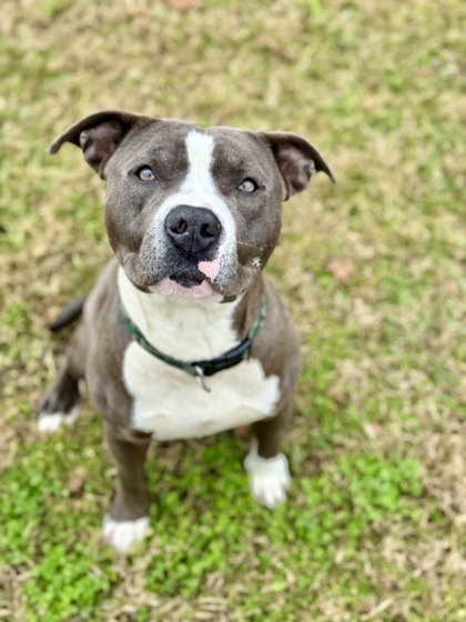 Hog, an adoptable Pit Bull Terrier Mix in Gray, LA_image-1
