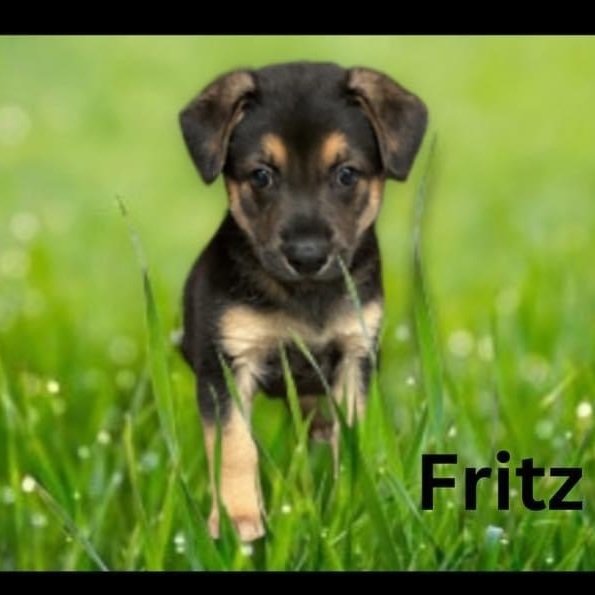 Fritz 2