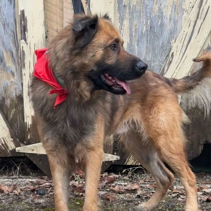 QUINCY, an adoptable German Shepherd Dog Mix in La Grange, KY_image-2