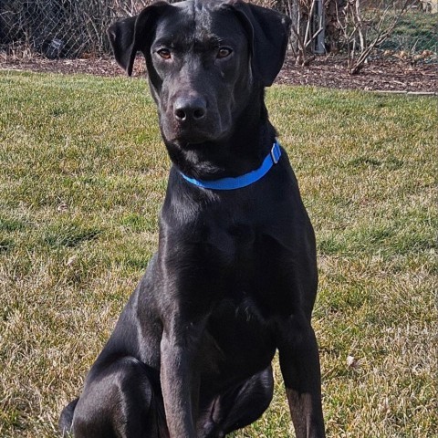 Mark, an adoptable Labrador Retriever Mix in South Elgin, IL_image-1