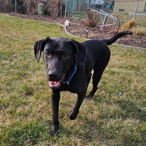 Mark, an adoptable Labrador Retriever Mix in South Elgin, IL_image-2