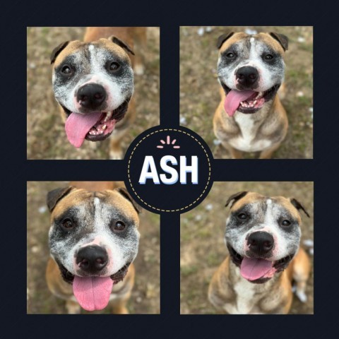 Ash, an adoptable Pit Bull Terrier in South Elgin, IL_image-3