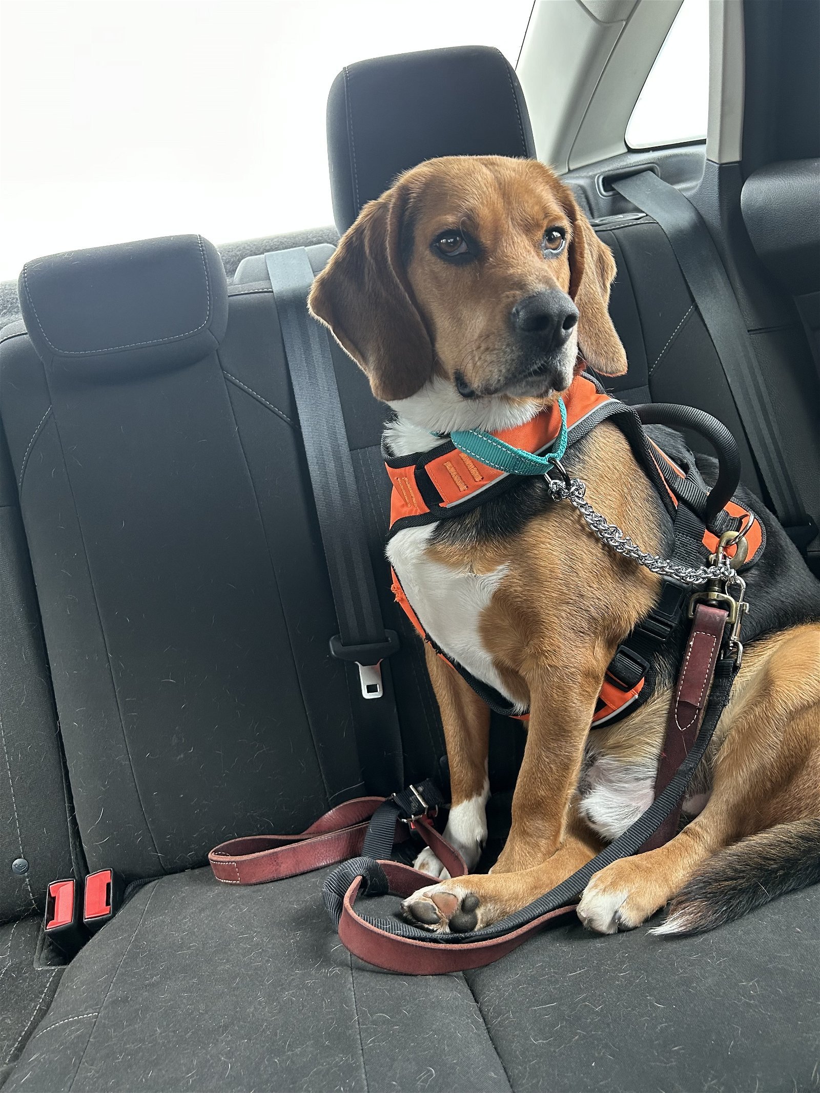 Huck, an adoptable Beagle, Foxhound in Norfolk, VA, 23518 | Photo Image 3