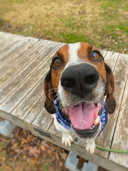 Elroy, an adoptable Foxhound in Midland, VA, 22728 | Photo Image 1