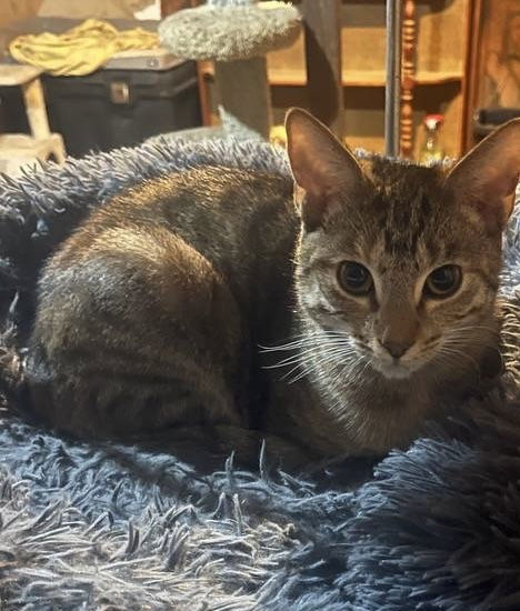 Nitara
