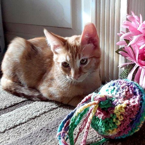 Tater Anderson, an adoptable Domestic Short Hair in Eagle Mountain, UT, 84005 | Photo Image 3