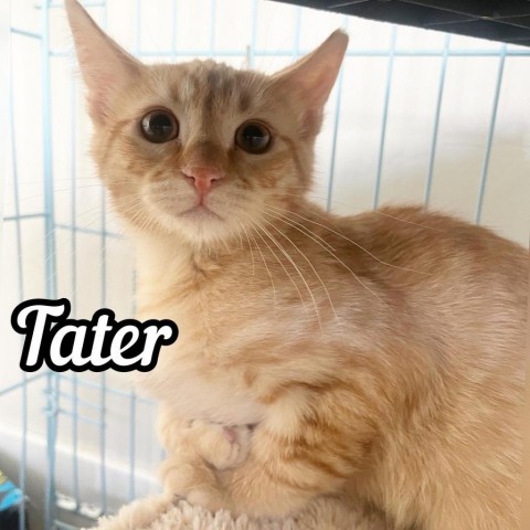 Tater Anderson, an adoptable Domestic Short Hair in Eagle Mountain, UT, 84005 | Photo Image 4