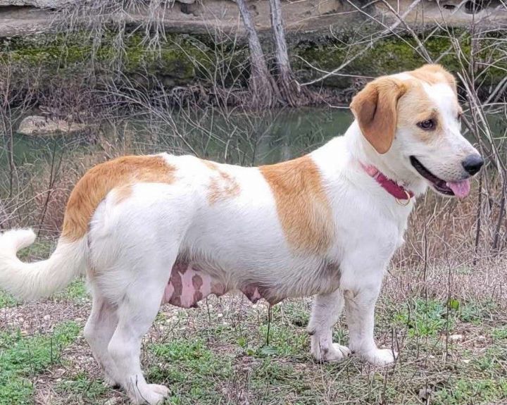 Lemon beagle hot sale basset mix