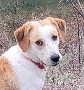 Basset hound best sale great pyrenees mix