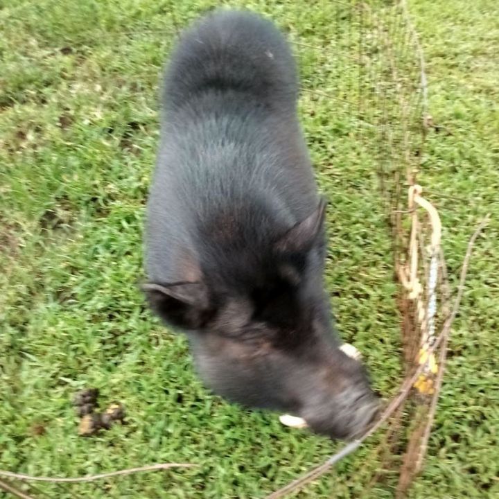 Wilbur, an adoptable Pig in Conway, SC_image-1
