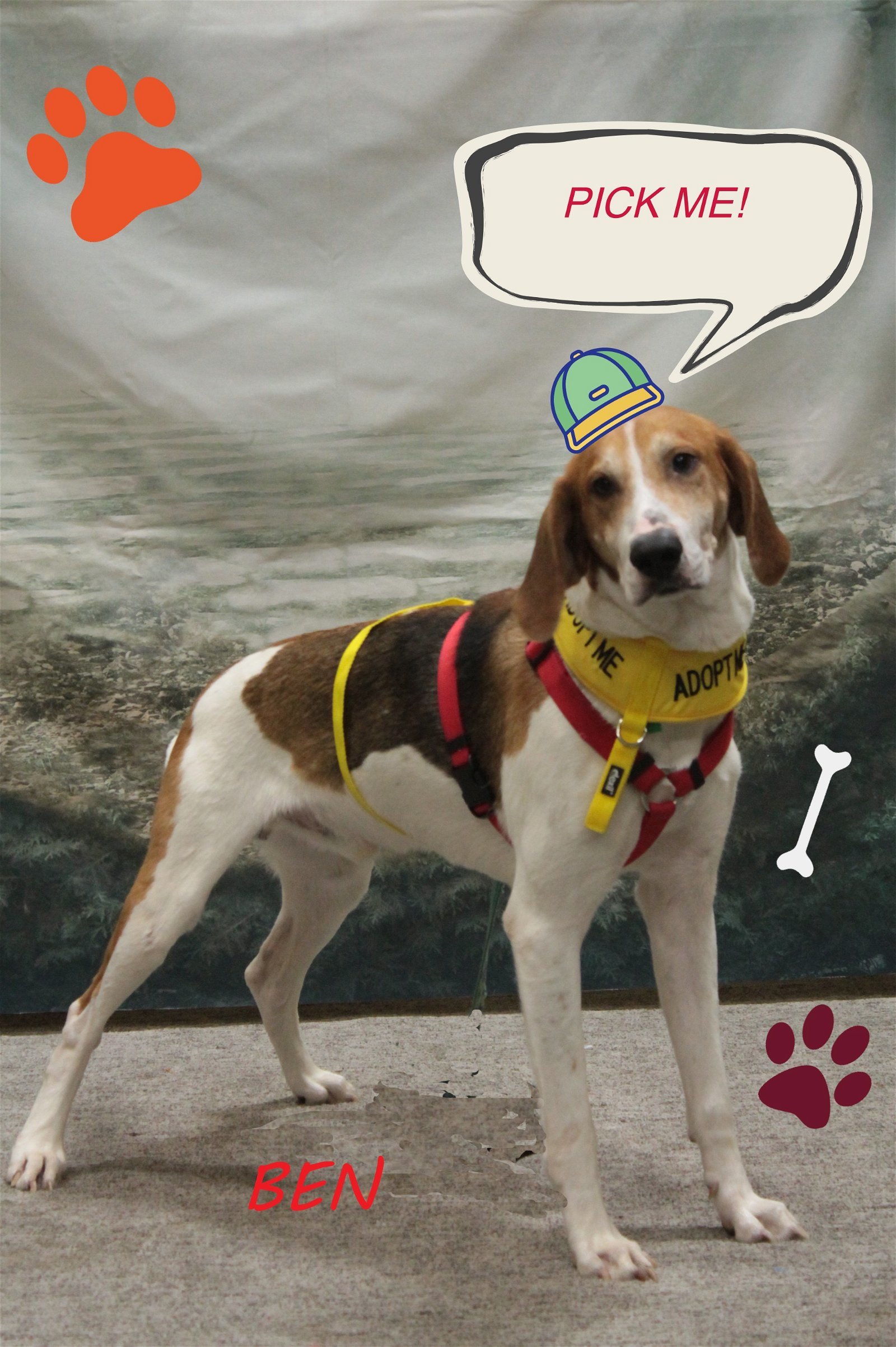 Ben, an adoptable Treeing Walker Coonhound, Foxhound in Norfolk, VA, 23518 | Photo Image 1