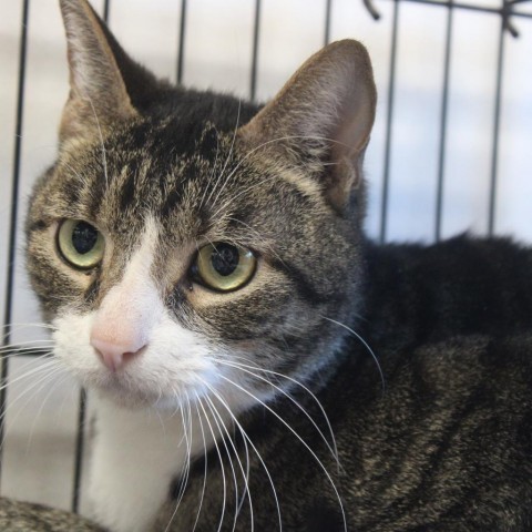 Marcus, an adoptable Domestic Short Hair in Cleveland, MS, 38732 | Photo Image 1